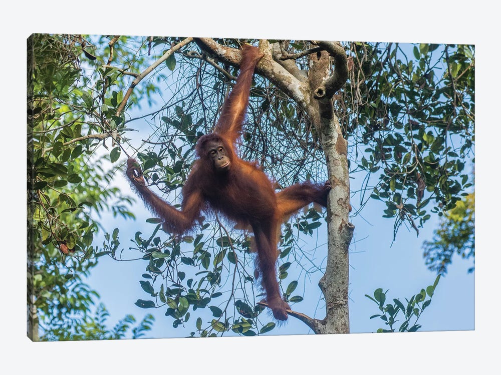Indonesia, Borneo, Kalimantan. Female orangutan at Tanjung Puting National Park I by Jaynes Gallery 1-piece Art Print