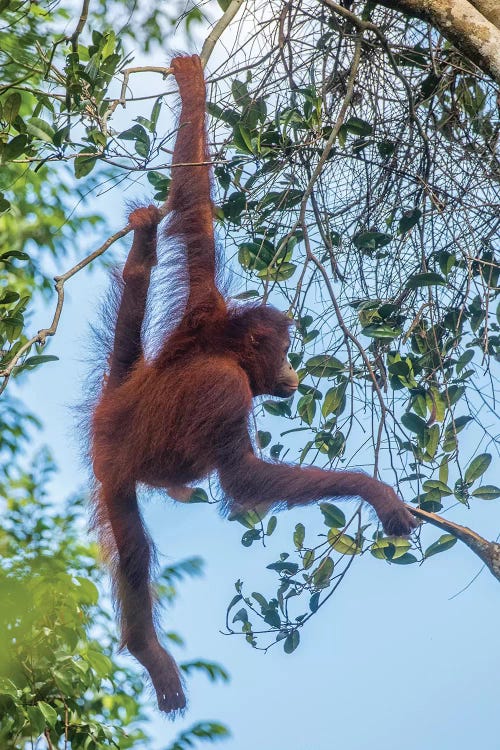 Indonesia, Borneo, Kalimantan. Female orangutan at Tanjung Puting National Park II