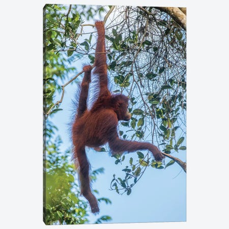 Indonesia, Borneo, Kalimantan. Female orangutan at Tanjung Puting National Park II Canvas Print #JYG47} by Jaynes Gallery Canvas Art Print