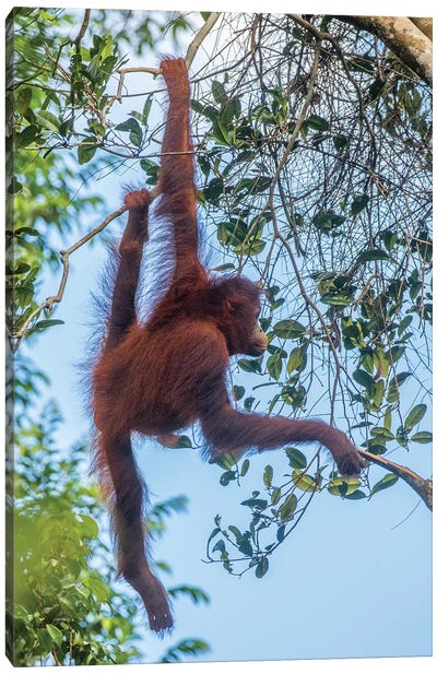 Indonesia, Borneo, Kalimantan. Female orangutan at Tanjung Puting National Park II Canvas Art Print - Primate Art