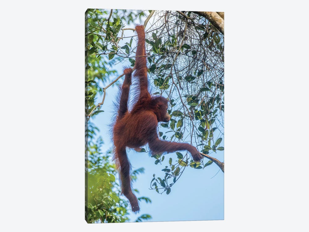 Indonesia, Borneo, Kalimantan. Female orangutan at Tanjung Puting National Park II by Jaynes Gallery 1-piece Canvas Artwork