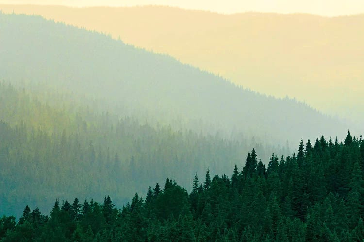 Canada, Quebec, Parc national des Laurentides. Misty Laurentian Mountains forests.