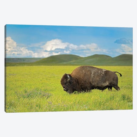 Canada, Saskatchewan, Grasslands National Park. Plains bison in grasslands. Canvas Print #JYG488} by Jaynes Gallery Canvas Print
