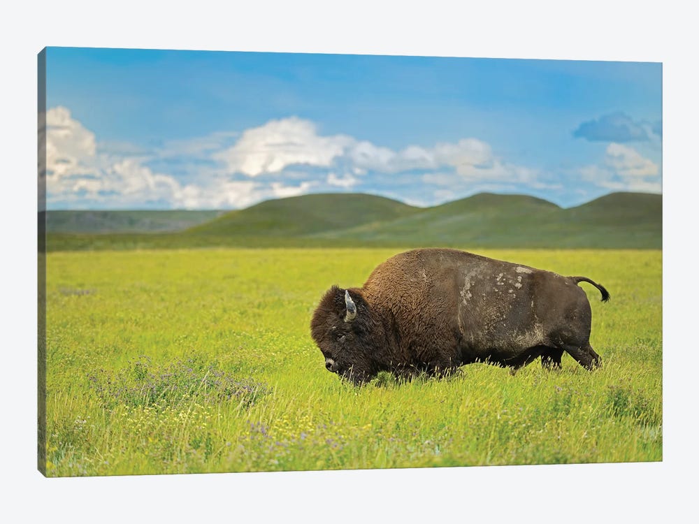 Canada, Saskatchewan, Grasslands National Park. Plains bison in grasslands. by Jaynes Gallery 1-piece Art Print