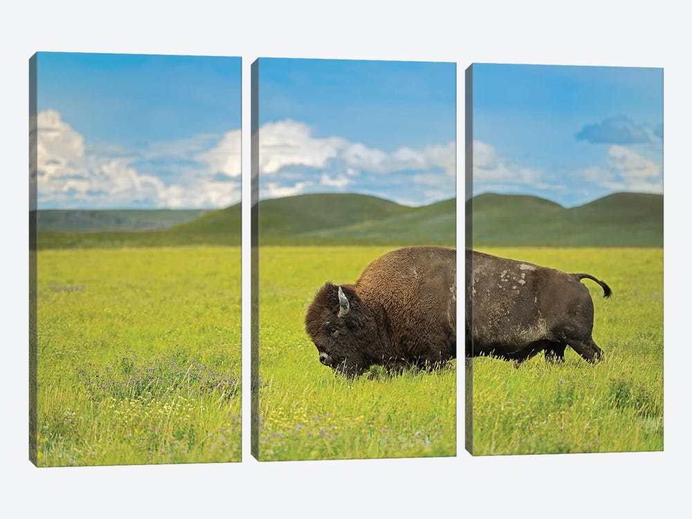 Canada, Saskatchewan, Grasslands National Park. Plains bison in grasslands. by Jaynes Gallery 3-piece Canvas Print