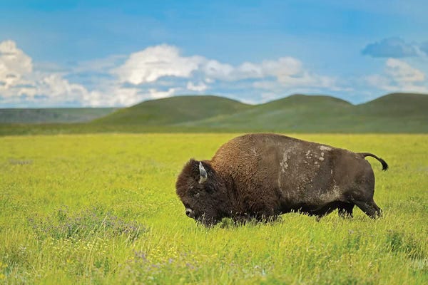 Saskatchewan: Canada, Saskatchewan, Grasslands National Park. Plains bison in grasslands. by Jaynes Gallery