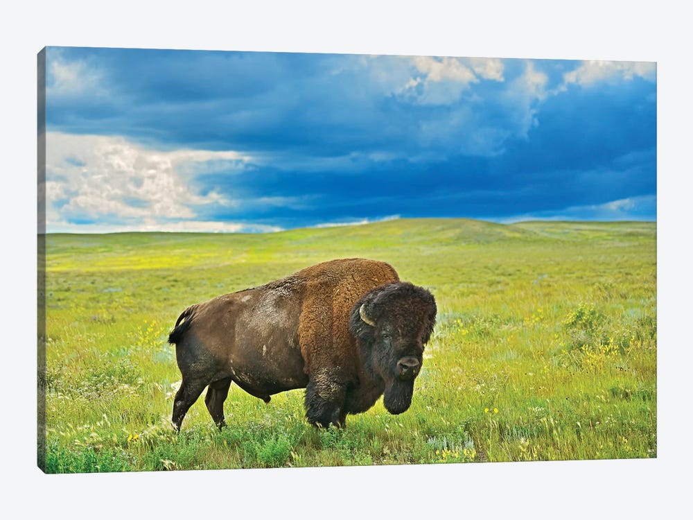 Canada, Saskatchewan, Grasslands National Park. Plains bison in grasslands. by Jaynes Gallery 1-piece Canvas Art