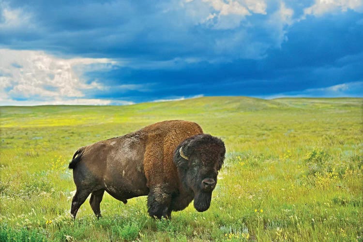Canada, Saskatchewan, Grasslands National Park. Plains bison in grasslands.