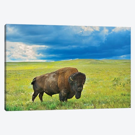 Canada, Saskatchewan, Grasslands National Park. Plains bison in grasslands. Canvas Print #JYG489} by Jaynes Gallery Canvas Print