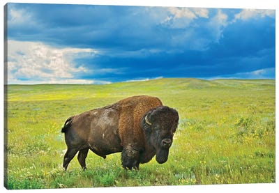 Canada, Saskatchewan, Grasslands National Park. Plains bison in grasslands. Canvas Art Print