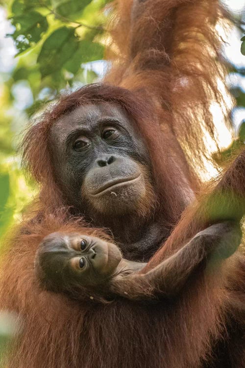 Indonesia, Borneo, Kalimantan. Female orangutan with baby at Tanjung Puting National Park.