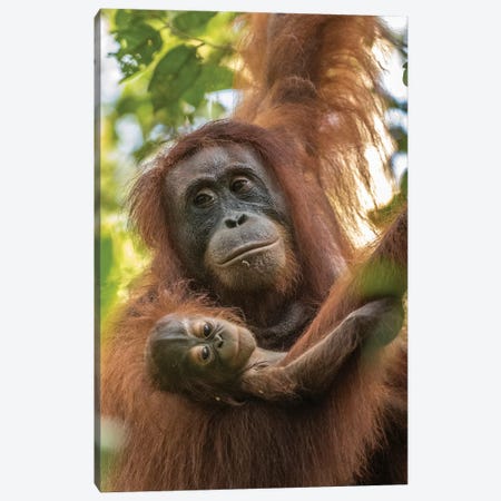 Indonesia, Borneo, Kalimantan. Female orangutan with baby at Tanjung Puting National Park. Canvas Print #JYG48} by Jaynes Gallery Canvas Artwork