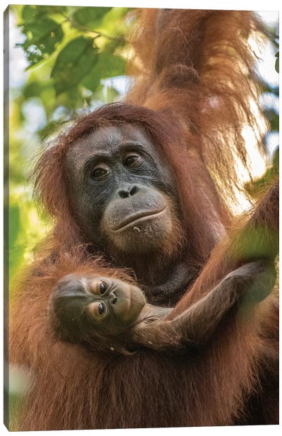 Indonesia, Borneo, Kalimantan. Female orangutan with baby at Tanjung Puting National Park. Canvas Art Print - Indonesia Art