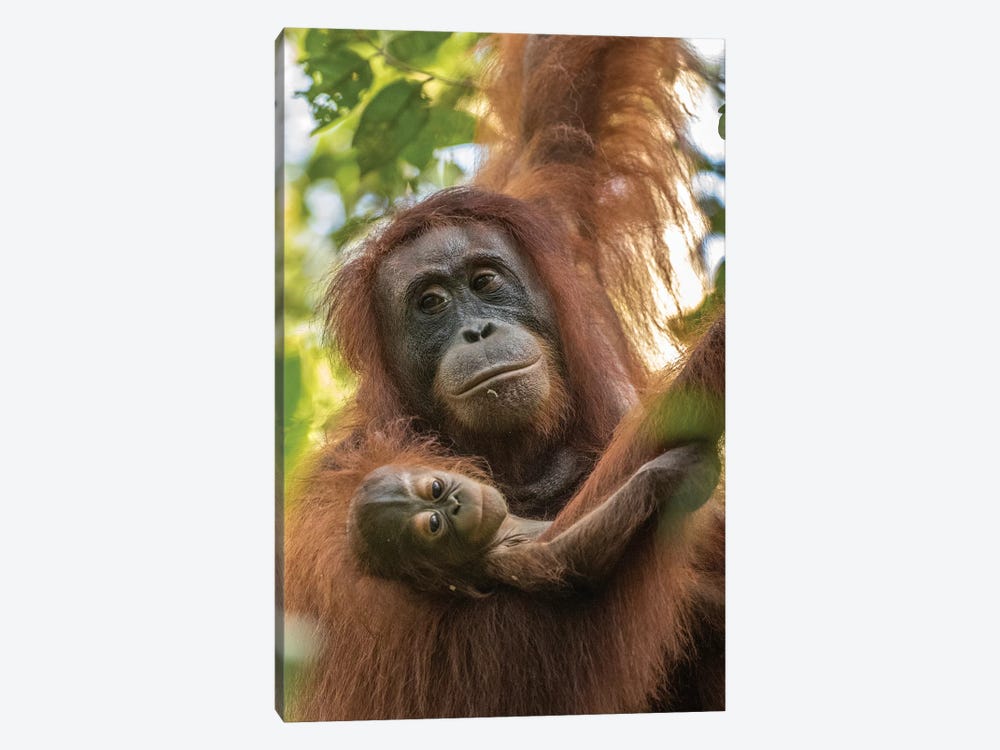 Indonesia, Borneo, Kalimantan. Female orangutan with baby at Tanjung Puting National Park. by Jaynes Gallery 1-piece Art Print