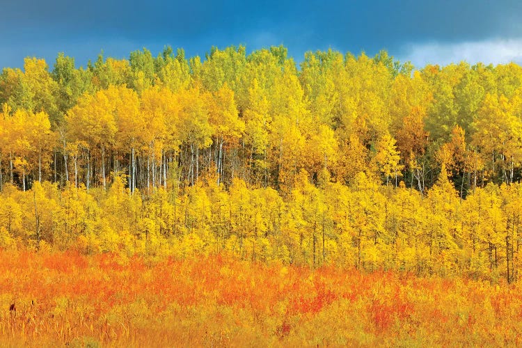 Canada, Saskatchewan, Meadow Lake. Autumn-colored trees.