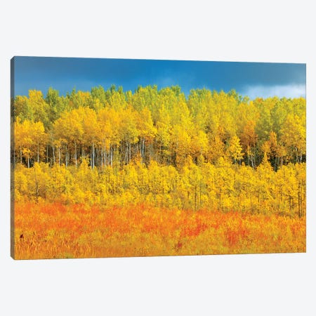 Canada, Saskatchewan, Meadow Lake. Autumn-colored trees. Canvas Print #JYG494} by Jaynes Gallery Canvas Print