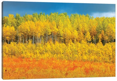 Canada, Saskatchewan, Meadow Lake. Autumn-colored trees. Canvas Art Print