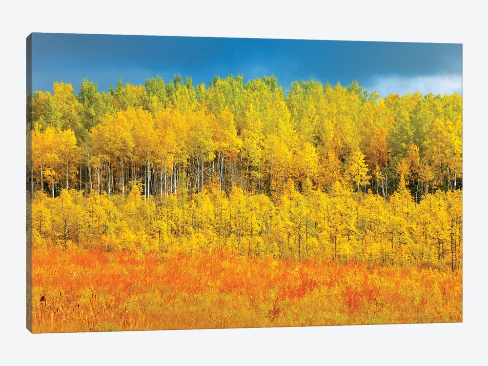 Canada, Saskatchewan, Meadow Lake. Autumn-colored trees. by Jaynes Gallery 1-piece Canvas Art