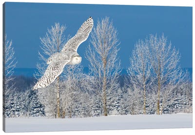 Canada, Ontario. Female snowy owl in flight I Canvas Art Print - Snowscape Art
