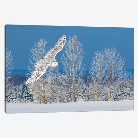 Canada, Ontario. Female snowy owl in flight I Canvas Print #JYG4} by Jaynes Gallery Canvas Artwork