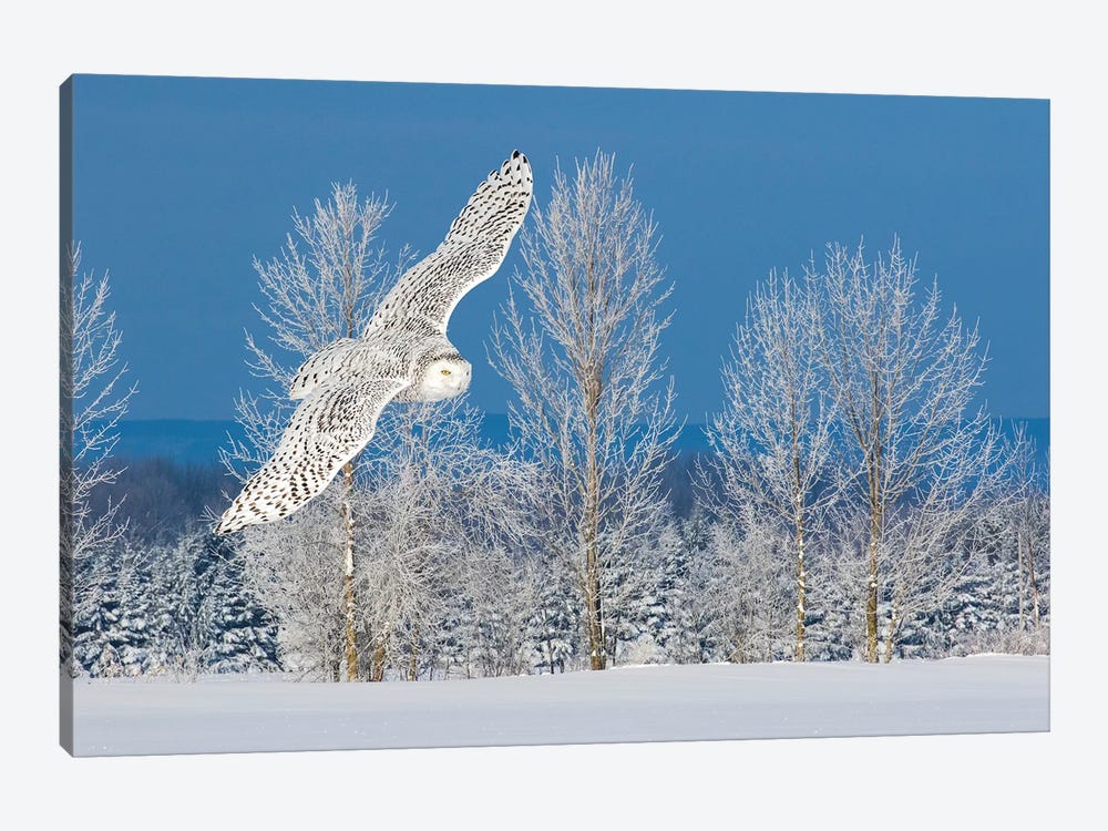 Canada, Ontario. Female snowy owl in flight I by Jaynes Gallery 1-piece Canvas Art