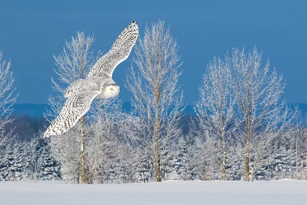Ontario: Canada, Ontario. Female snowy owl in flight I by Jaynes Gallery