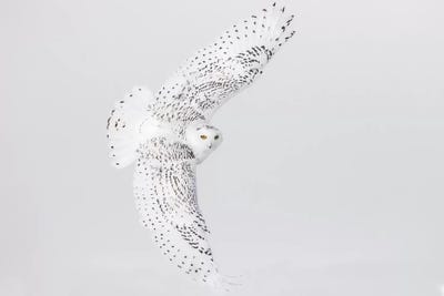 Canada, Ontario. Female snowy owl in flight II by Jaynes Gallery art print