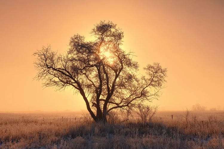 Canada, Saskatchewan. Hoarfrost on tree at sunrise.