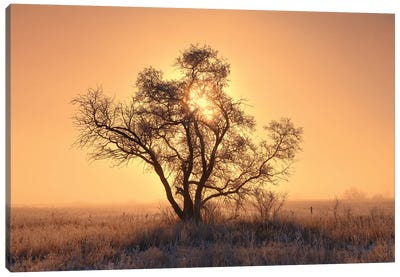 Canada, Saskatchewan. Hoarfrost on tree at sunrise. Canvas Art Print