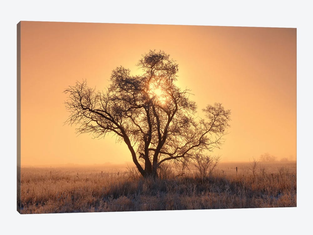 Canada, Saskatchewan. Hoarfrost on tree at sunrise. by Jaynes Gallery 1-piece Canvas Artwork