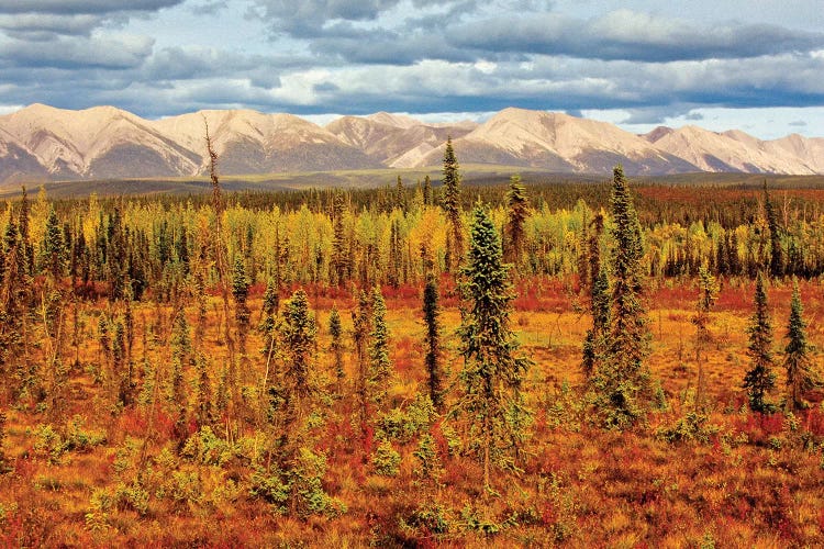 Canada, Yukon. Sub-Arctic vegetation.