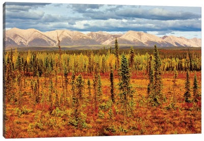 Canada, Yukon. Sub-Arctic vegetation. Canvas Art Print