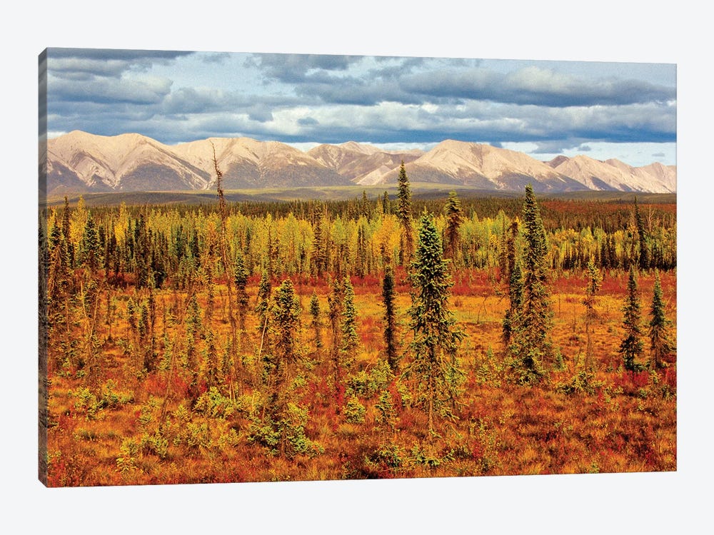 Canada, Yukon. Sub-Arctic vegetation. by Jaynes Gallery 1-piece Canvas Artwork