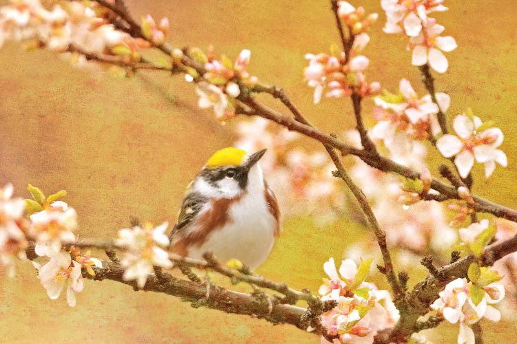 Canada. Chestnut-sided warbler bird in tree.