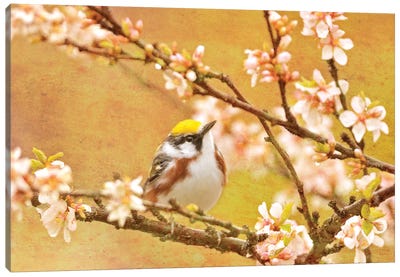 Canada. Chestnut-sided warbler bird in tree. Canvas Art Print - Warblers