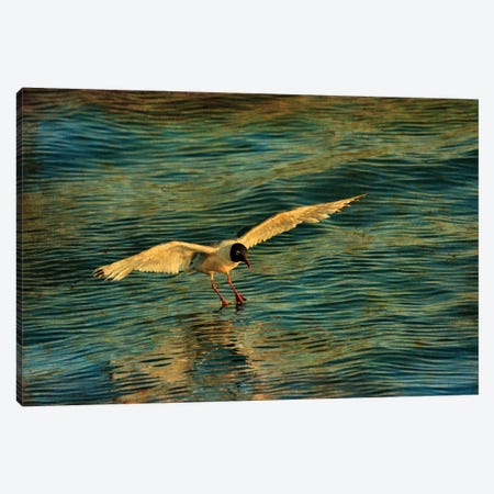 Canada. Franklin's gull landing on water. Canvas Print #JYG508} by Jaynes Gallery Canvas Wall Art