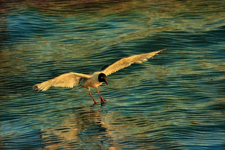 Canada. Franklin's gull landing on water.