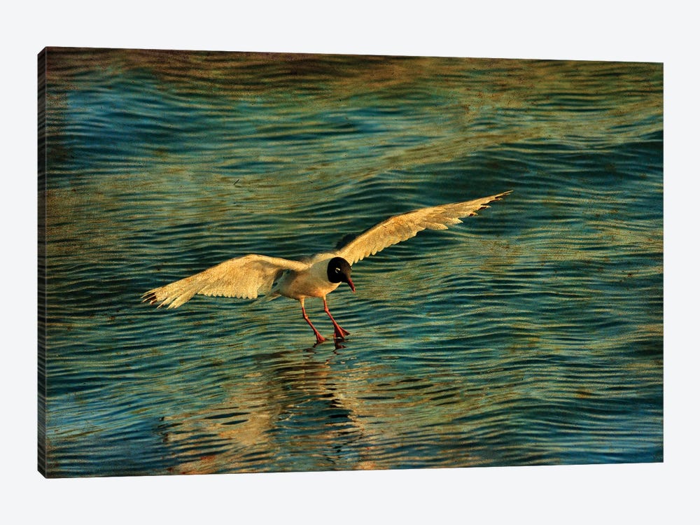 Canada. Franklin's gull landing on water. by Jaynes Gallery 1-piece Canvas Wall Art