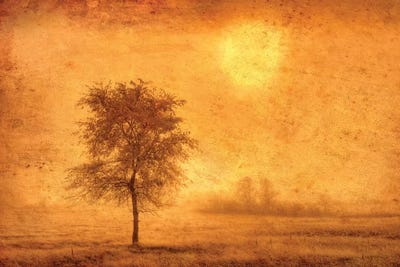 Canada. Tree in fog at sunrise. by Jaynes Gallery canvas print