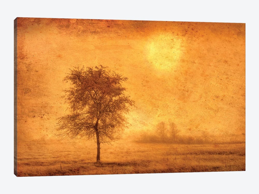Canada. Tree in fog at sunrise. by Jaynes Gallery 1-piece Art Print