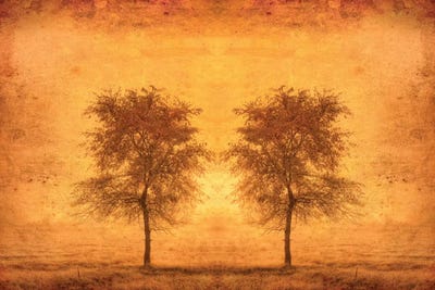 Canada. Trees in fog at sunrise. by Jaynes Gallery canvas print