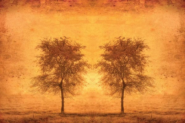 Canada. Trees in fog at sunrise.