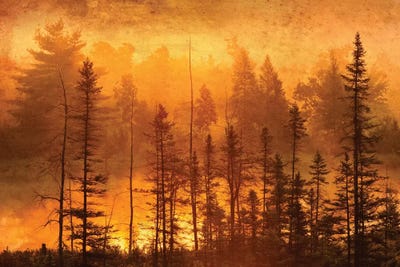 Canada. Trees in morning fog. by Jaynes Gallery canvas print