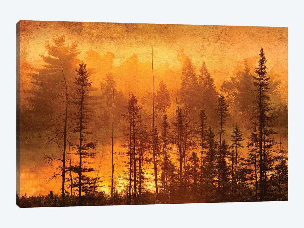Canada. Trees in morning fog. by Jaynes Gallery 1-piece Canvas Artwork