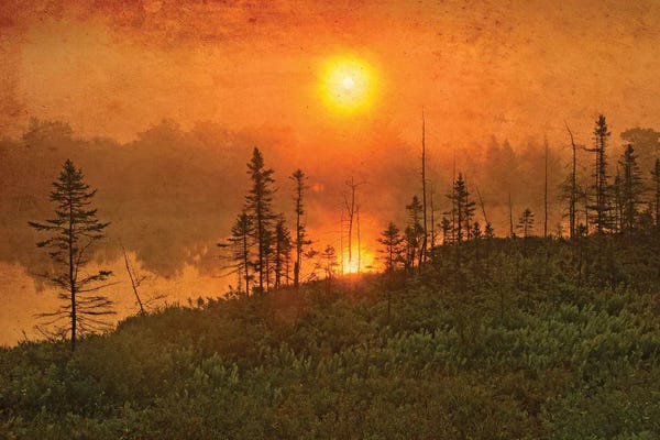 Evergreen Trees: Canada. Wetland sunrise. by Jaynes Gallery