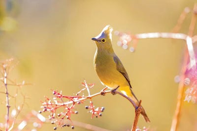 Central America, Costa Rica. Female long-tailed silky-flycatcher. by Jaynes Gallery canvas print