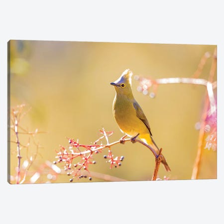 Central America, Costa Rica. Female long-tailed silky-flycatcher. Canvas Print #JYG513} by Jaynes Gallery Canvas Art Print