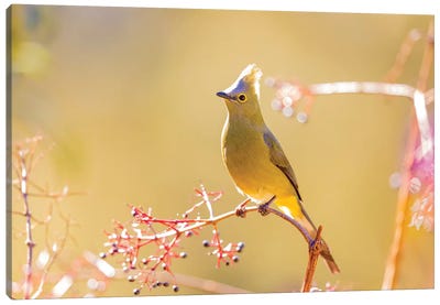 Central America, Costa Rica. Female long-tailed silky-flycatcher. Canvas Art Print