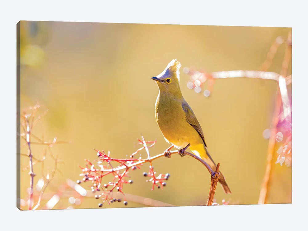 Central America, Costa Rica. Female long-tailed silky-flycatcher. by Jaynes Gallery 1-piece Canvas Wall Art