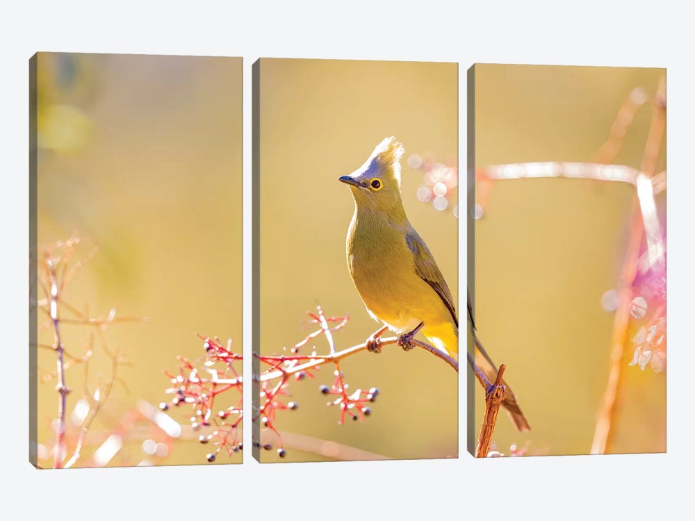Central America, Costa Rica. Female long-tailed silky-flycatcher. by Jaynes Gallery 3-piece Canvas Artwork